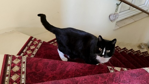 Ferienwohnung Villa Grieß